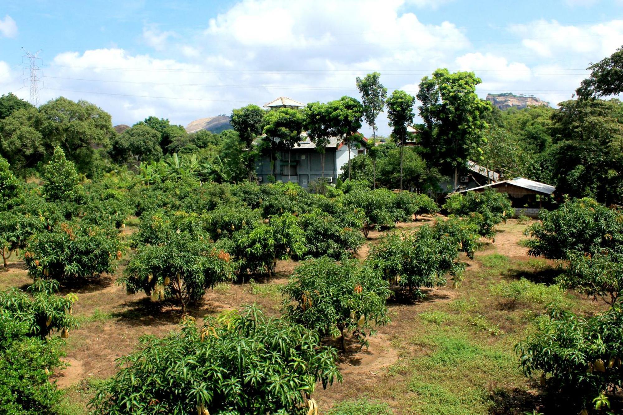 Green Hut Nature Resort Sigiriya Eksteriør bilde